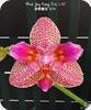Phal. Joy Fairy Tale 670